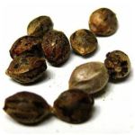 Семена марихуаны АК-47  (Seeds AK-47) в Орске